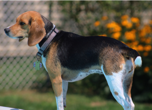 pocket beagle standing outside pool