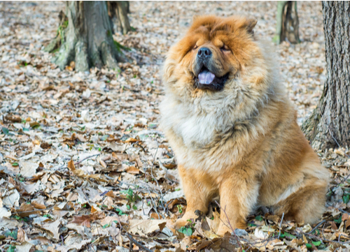 chow chow sitting in leaves