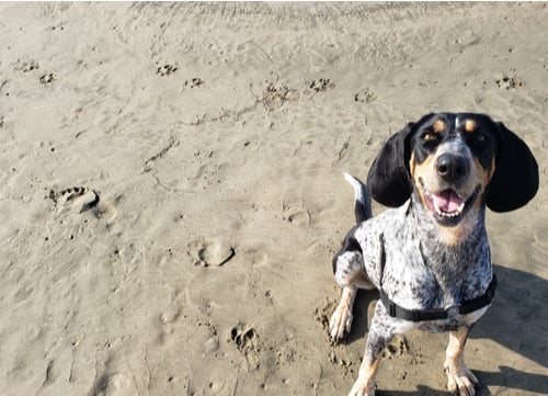 bluetick coonhound on beach