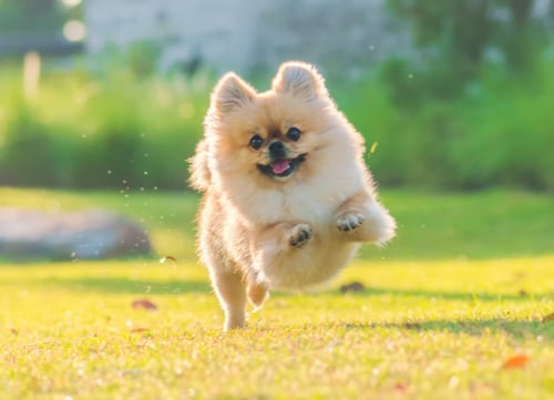 pomeranian running in field