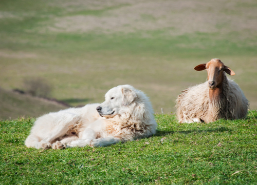 maremma sheepdog laying next to sheep