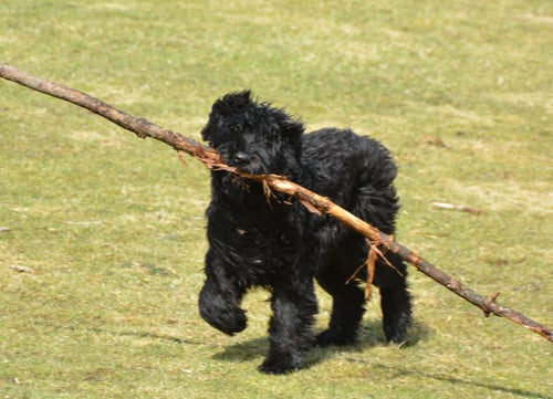 bouvier des flandres with stick in mouth