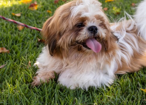 shih tzu playing in grass