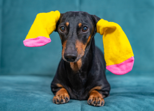 dachshund with socks on ears