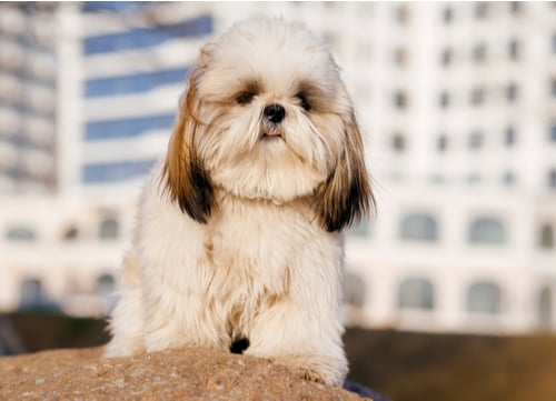 chinese imperial dog