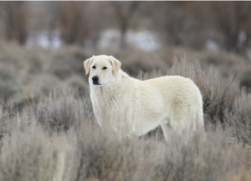 Big White Fluffy Dog Breeds: kuvasz dog 