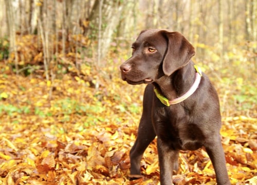 chocolate labrador retriever