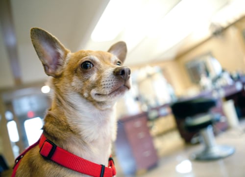 brown chihuaha