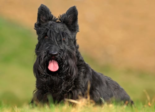 scottish terrier laying in grass