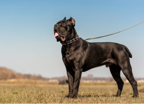 cane corso standing in field