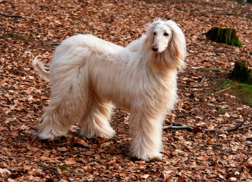 Big White Fluffy Dog Breeds: afghan hound