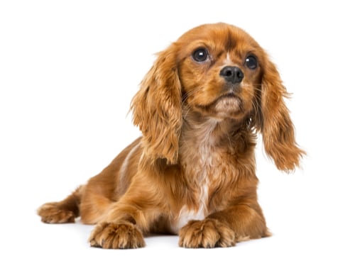 brown cavalier king charles