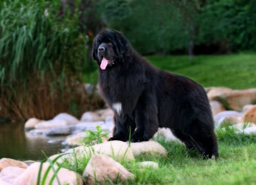 newfoundland dog standing on rock