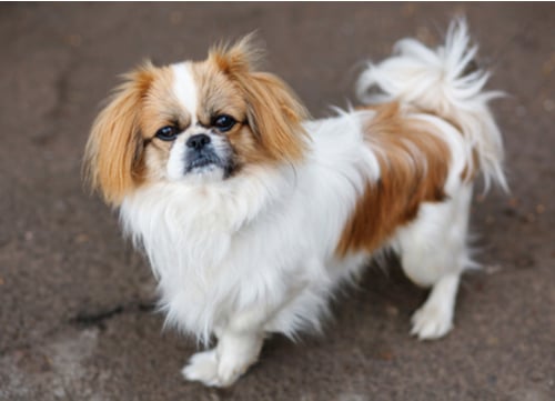 pekingese dog breeds