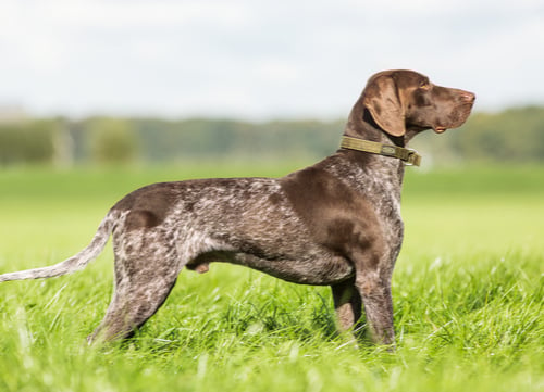 brown german shorthaired pointer