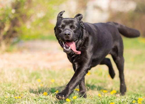 labrador retriever with tongue out