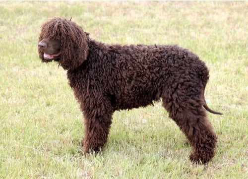 brown irish water spaniel standing in field