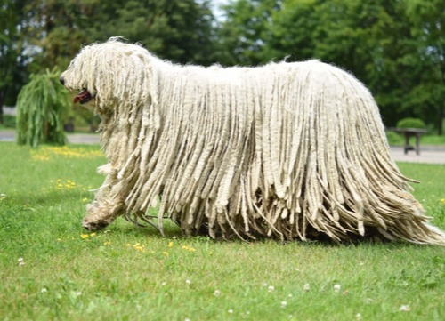 komondor dog running