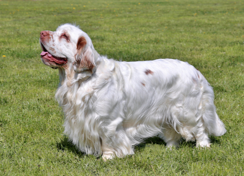 white clumber spaniel standing in field