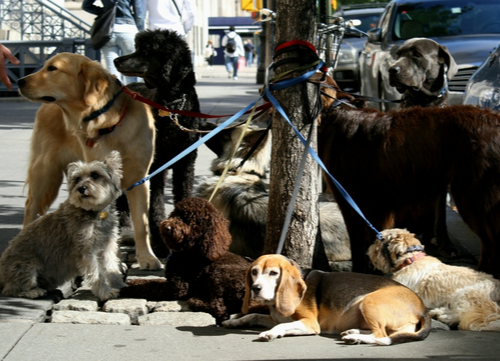 dogs tied to tree