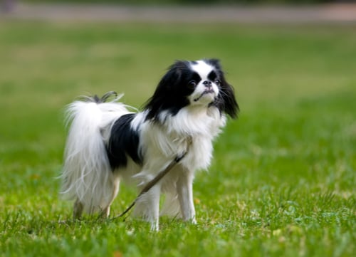 japenese chin dog breed