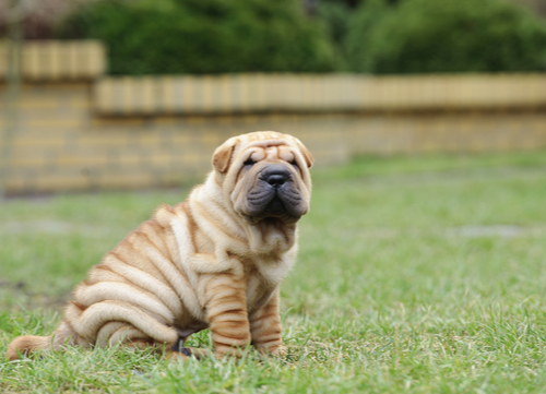 shar pei dog breed