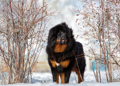 tibetan mastiff dog breeed