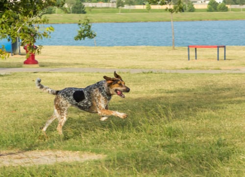 bluetick coonhound running in park