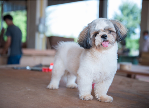 shih tzu dog breed