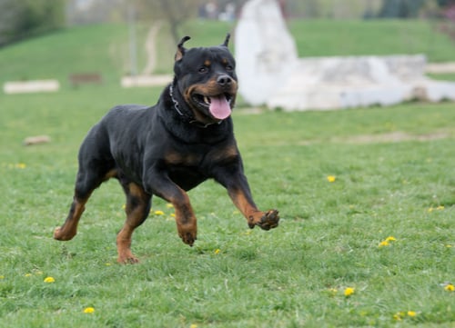 rottweiler running