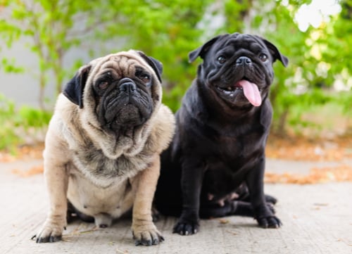 pug dog breed