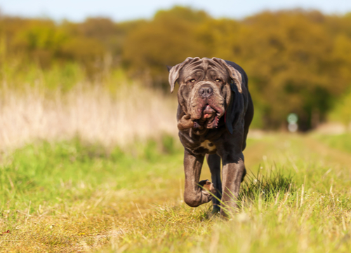 neopolitan mastiff running on farm