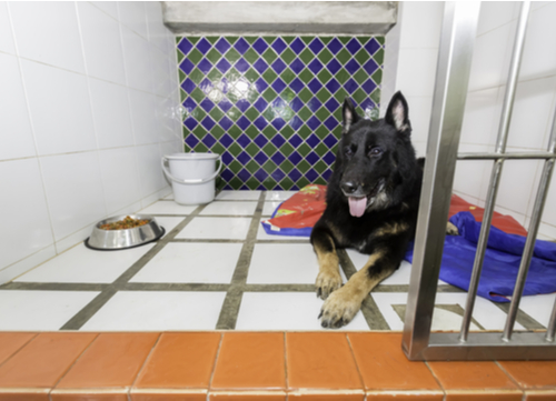 dog in his own boarding room