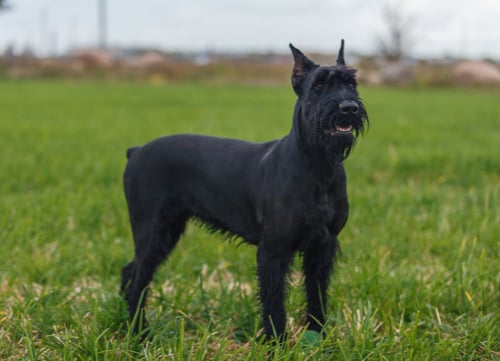 Giant Schnauzer standing in field