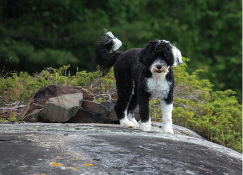 portuguese water dog standing on rock