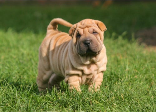 shar pei puppy in field