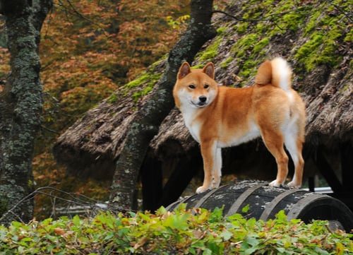 shiba inu dog breed