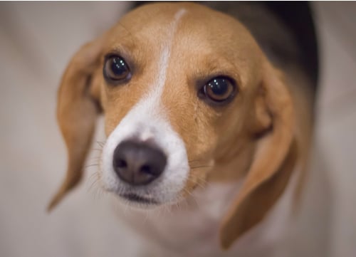 pocket beagle looking at owner