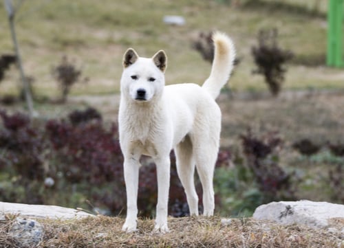 jindo dog breed