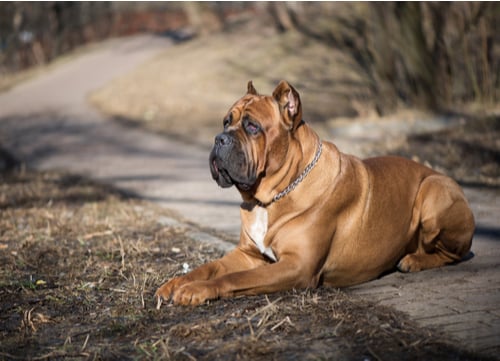 brown cane corso