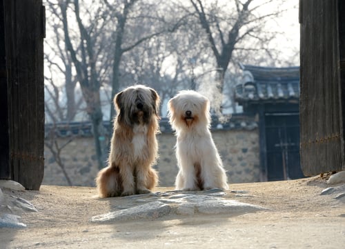 sapsali dog breed