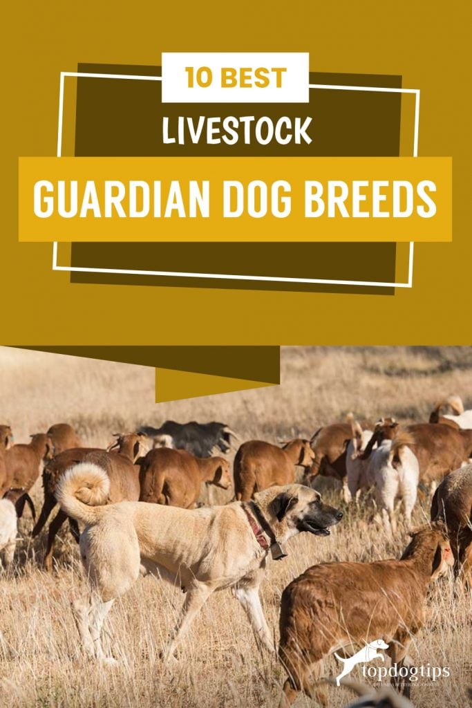 10-Best-Livestock-Guardian-Dog-Breeds 