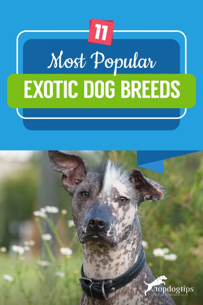 11-Most-Popular-Exotic-Dog-Breeds 