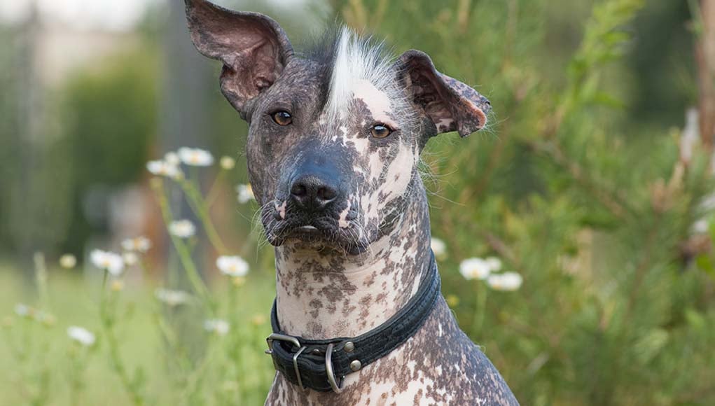 11 Most Popular Exotic Dog Breeds