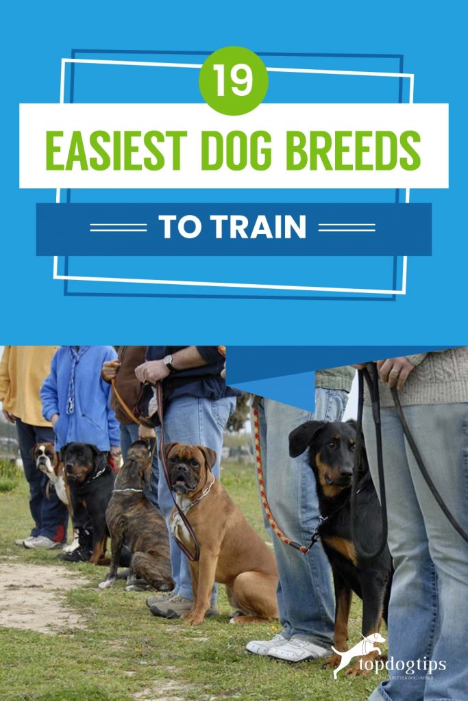 19-Easiest-Dog-Breeds-to-Train 