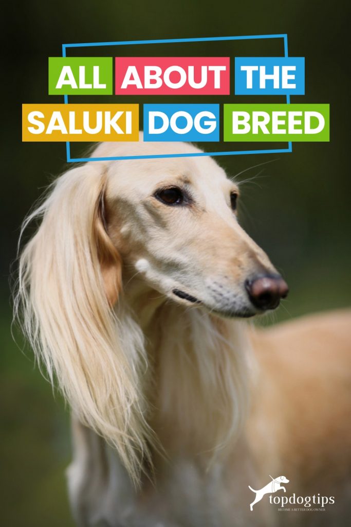 All About The Saluki Dog Breed