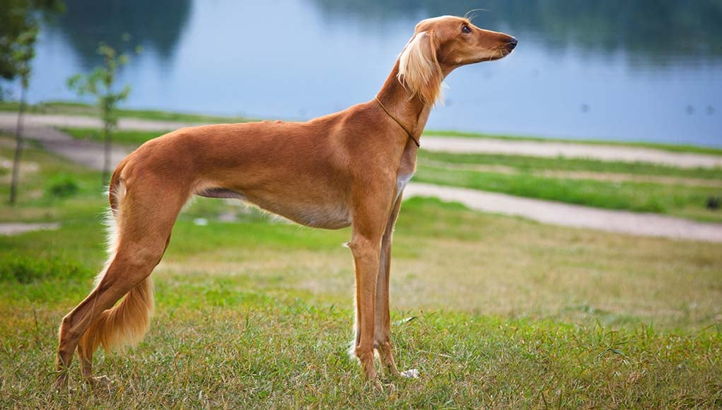 All About The Saluki Dog Breed