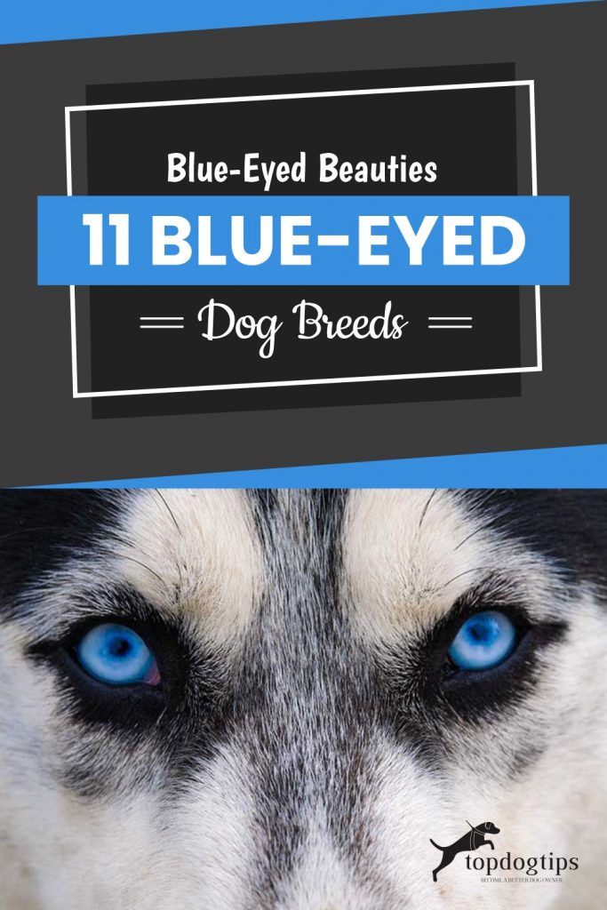 Blue-Eyed-Beauties-11-Blue-Eyed-Dog-Breeds 