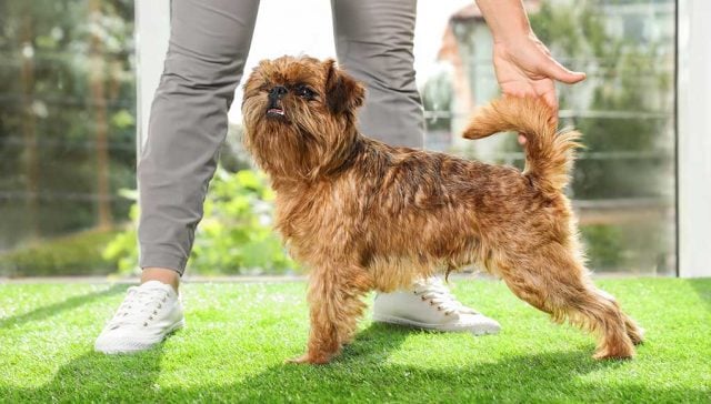 Brussels Griffon Dog Breed- Everything You Need To Know