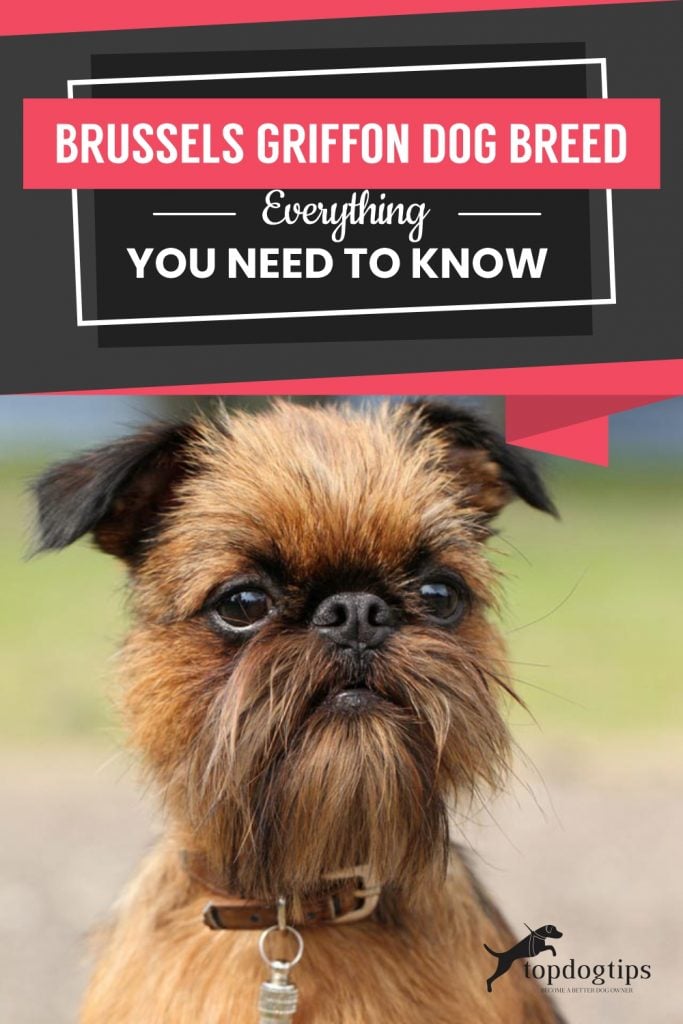 Brussels Griffon Dog Breed _Everything You Need To Know